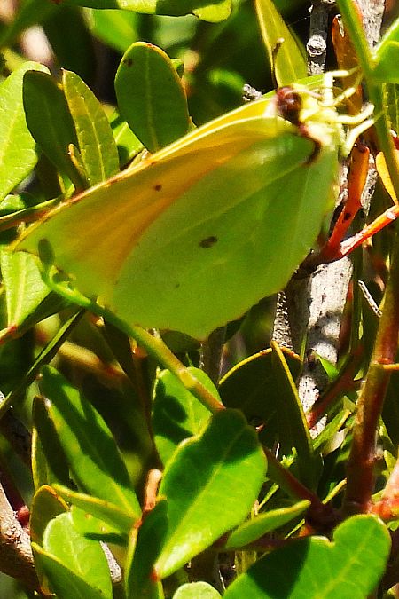 Gonepteryx cleopatra  - Claude Müller