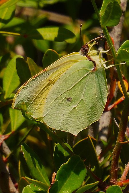 Gonepteryx cleopatra  - Claude Müller