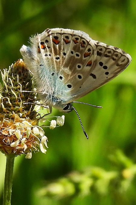 Lysandra hispana  - Claude Müller
