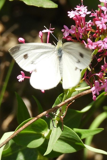 Pieris mannii  - Claude Müller