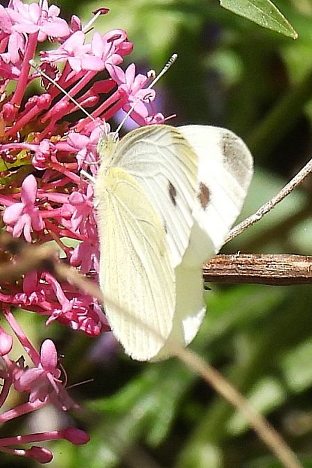 Pieris mannii  - Claude Müller