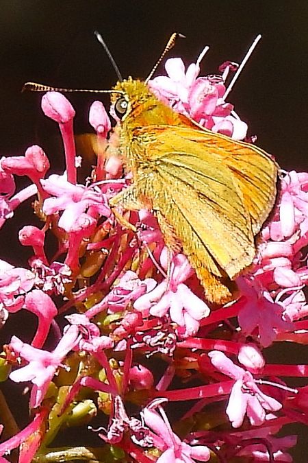 Ochlodes sylvanus  - Claude Müller