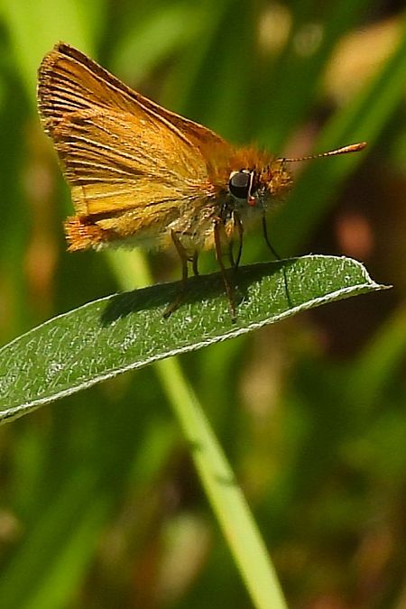 Thymelicus acteon  - Claude Müller