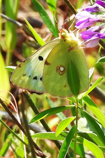 Colias crocea  - Claude Müller