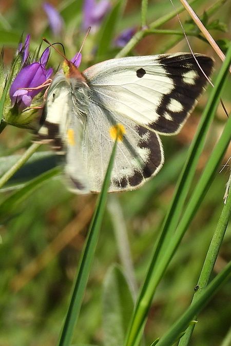 Colias crocea  - Claude Müller