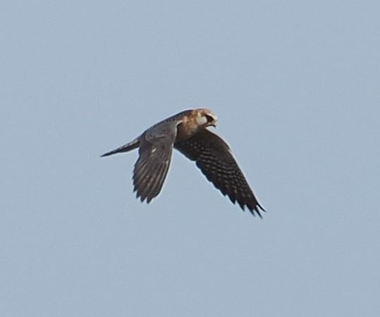 Falco cuculo  - Giovanni Gianelli