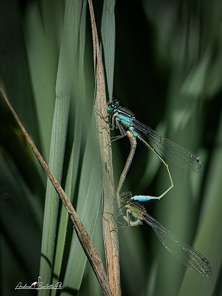Ischnura elegans  - Barlotti Andrea