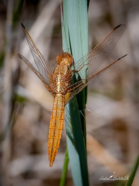 Crocothemis erythraea  - Barlotti Andrea