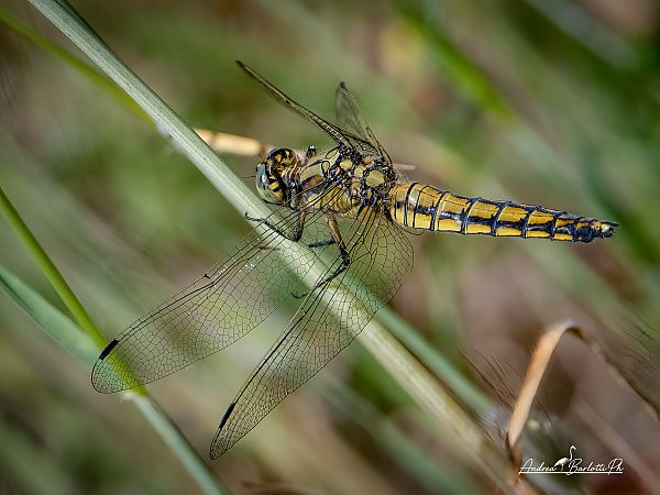 Orthetrum cancellatum  - Barlotti Andrea