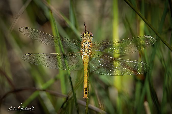 Sympetrum fonscolombei  - Barlotti Andrea