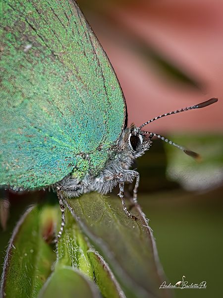 Callophrys rubi  - Barlotti Andrea