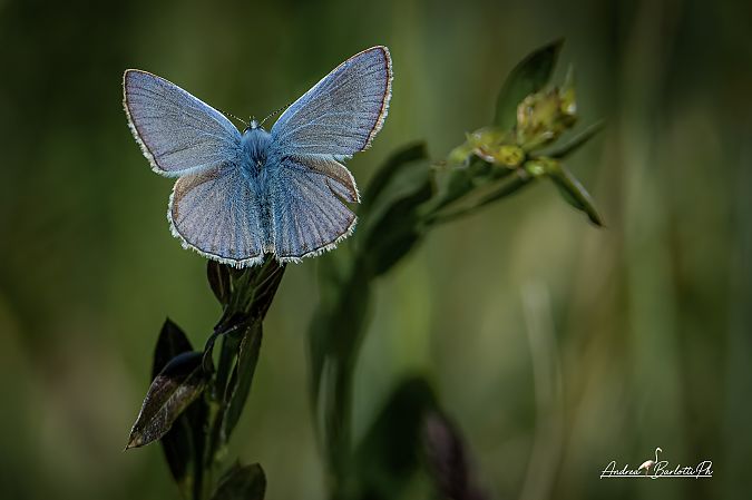 Polyommatus icarius # *  - Barlotti Andrea