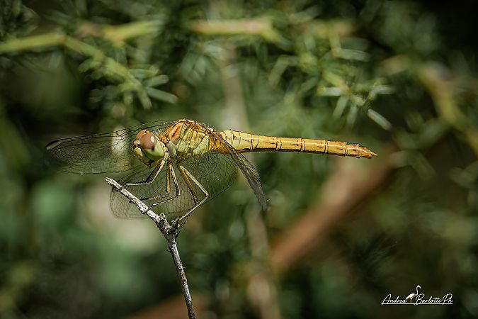 Sympetrum meridionale  - Barlotti Andrea