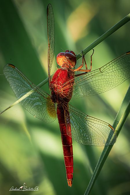 Crocothemis erythraea  - Barlotti Andrea