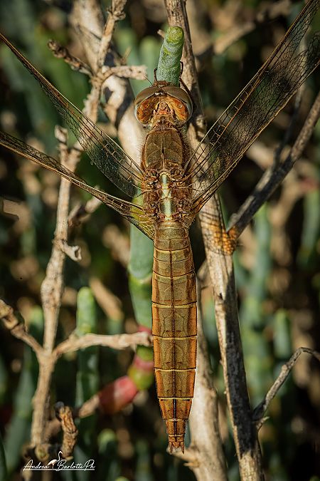 Crocothemis erythraea  - Barlotti Andrea