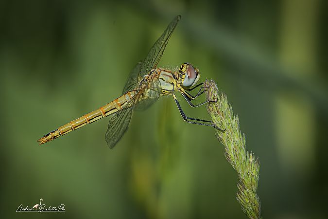 Sympetrum fonscolombei  - Barlotti Andrea