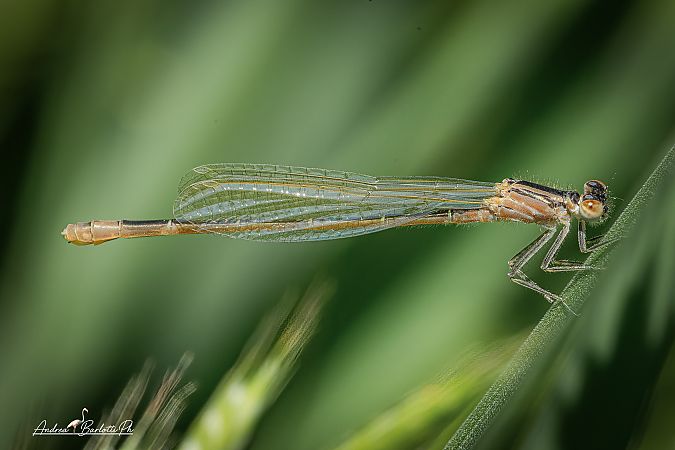 Ischnura elegans  - Barlotti Andrea