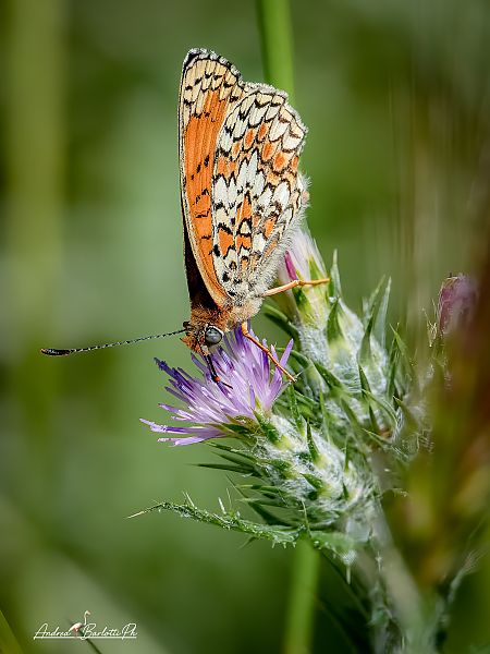Melitaea phoebe  - Barlotti Andrea