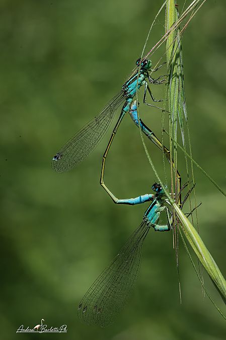 Ischnura elegans  - Barlotti Andrea