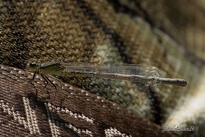 Ischnura elegans  - Barlotti Andrea