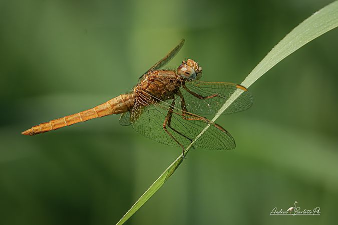 Crocothemis erythraea  - Barlotti Andrea