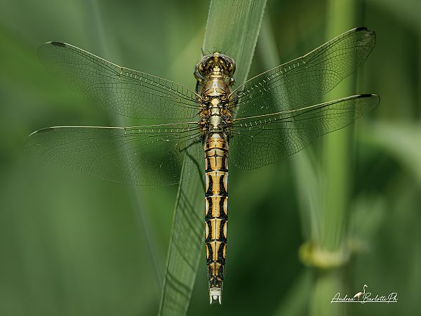 Orthetrum albistylum  - Barlotti Andrea