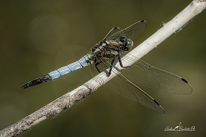 Orthetrum cancellatum  - Barlotti Andrea