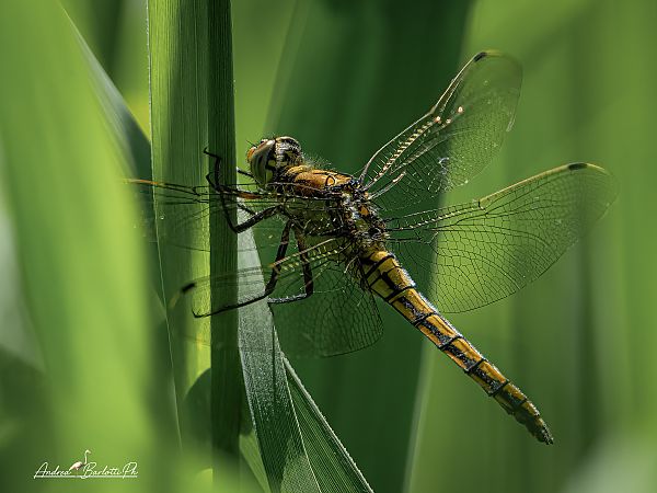 Orthetrum cancellatum  - Barlotti Andrea
