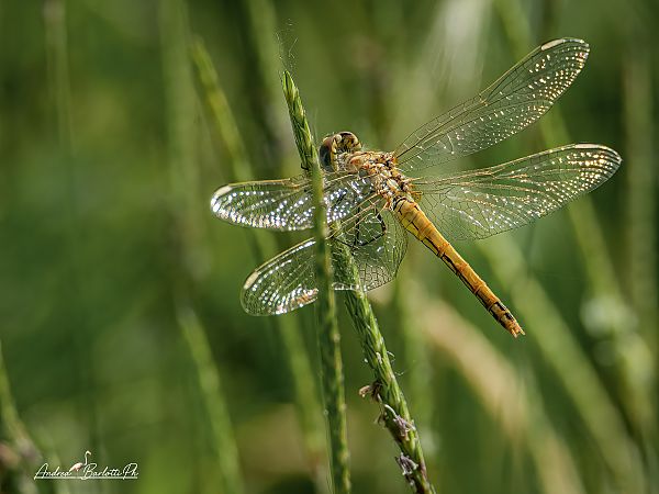 Sympetrum fonscolombei  - Barlotti Andrea