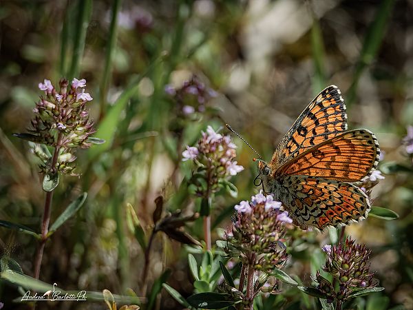 Melitaea cinxia  - Barlotti Andrea