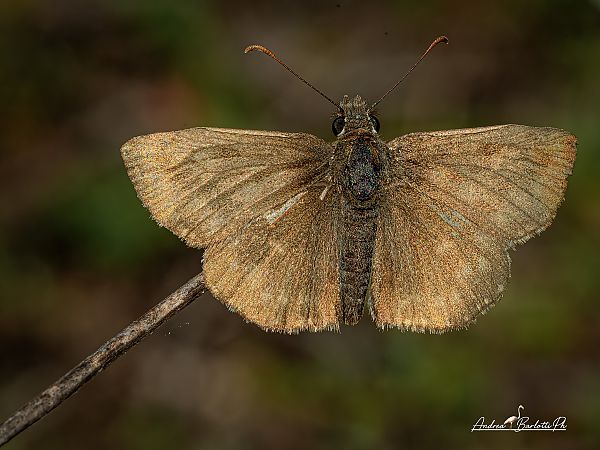 Erynnis tages  - Barlotti Andrea