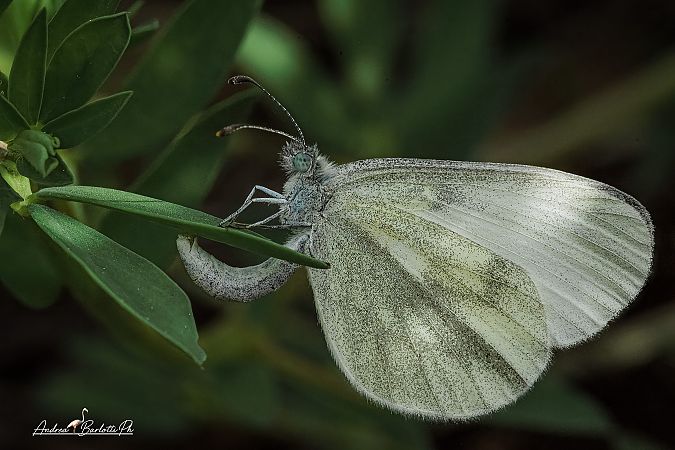 Leptidea sinapis  - Barlotti Andrea