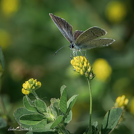 Celastrina argiolus  - Barlotti Andrea