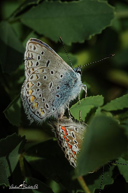 Polyommatus icarius # *  - Barlotti Andrea