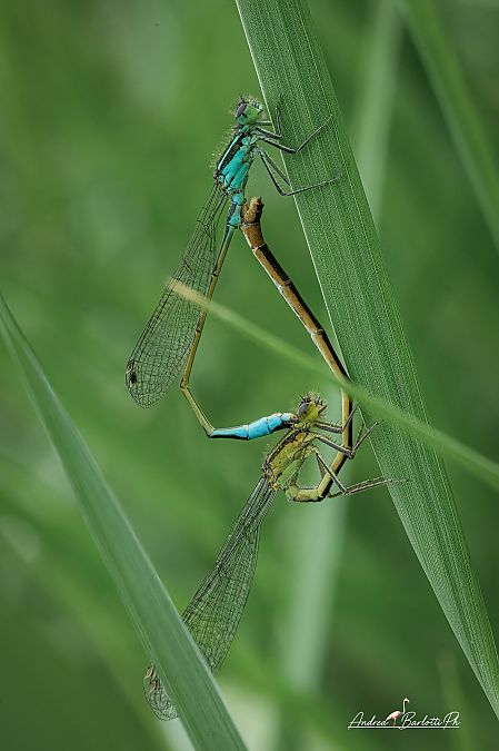 Ischnura elegans  - Barlotti Andrea