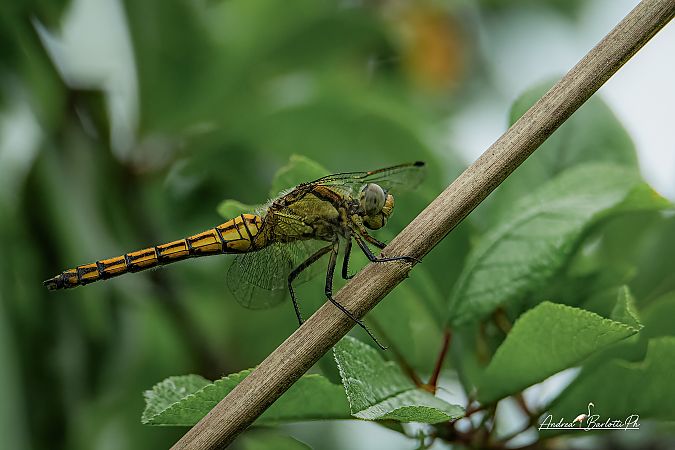 Orthetrum cancellatum  - Barlotti Andrea