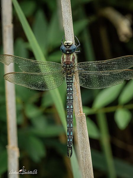 Brachytron pratense  - Barlotti Andrea