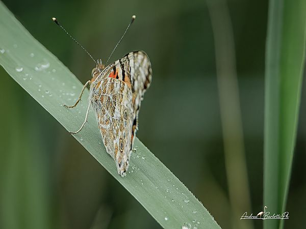 Vanessa cardui  - Barlotti Andrea