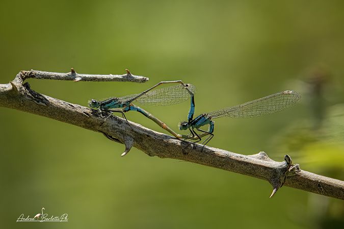 Ischnura elegans  - Barlotti Andrea