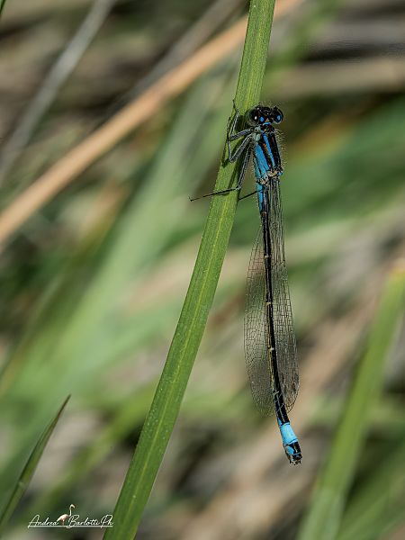 Ischnura elegans  - Barlotti Andrea
