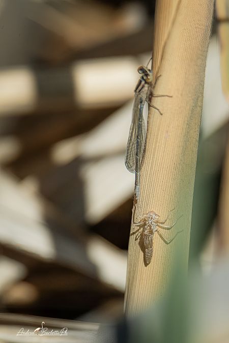 Erythromma lindenii  - Barlotti Andrea