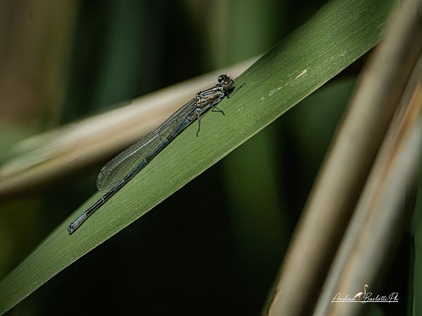Coenagrion puella  - Barlotti Andrea