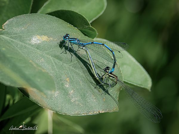 Coenagrion puella  - Barlotti Andrea