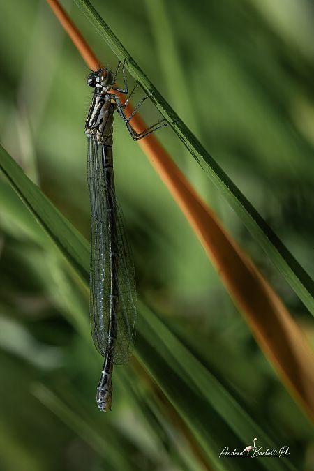 Coenagrion puella  - Barlotti Andrea