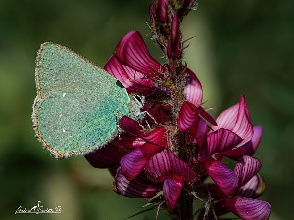 Callophrys rubi  - Barlotti Andrea