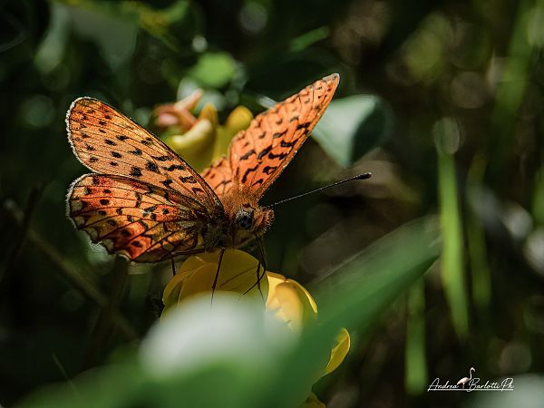 Boloria euphrosyne  - Barlotti Andrea