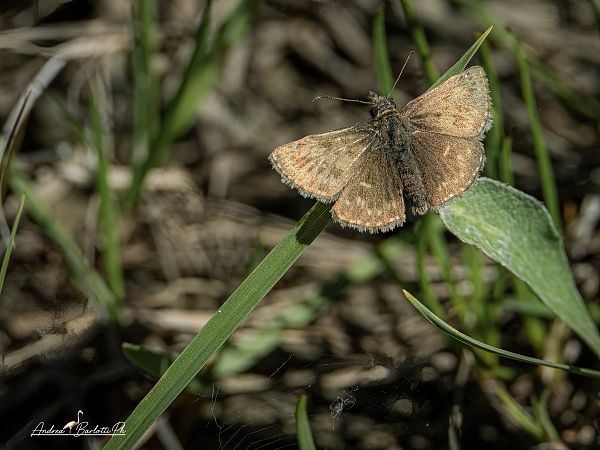 Erynnis tages  - Barlotti Andrea