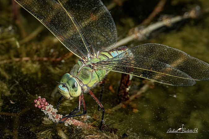 Anax imperator  - Barlotti Andrea