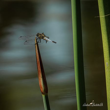 Orthetrum cancellatum  - Barlotti Andrea