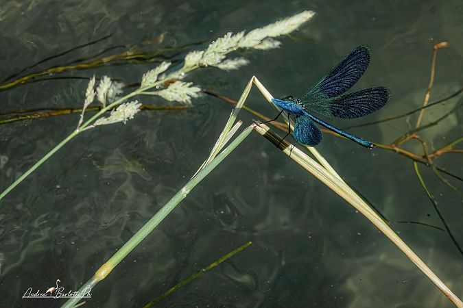Calopteryx splendens  - Barlotti Andrea